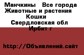 Манчкины - Все города Животные и растения » Кошки   . Свердловская обл.,Ирбит г.